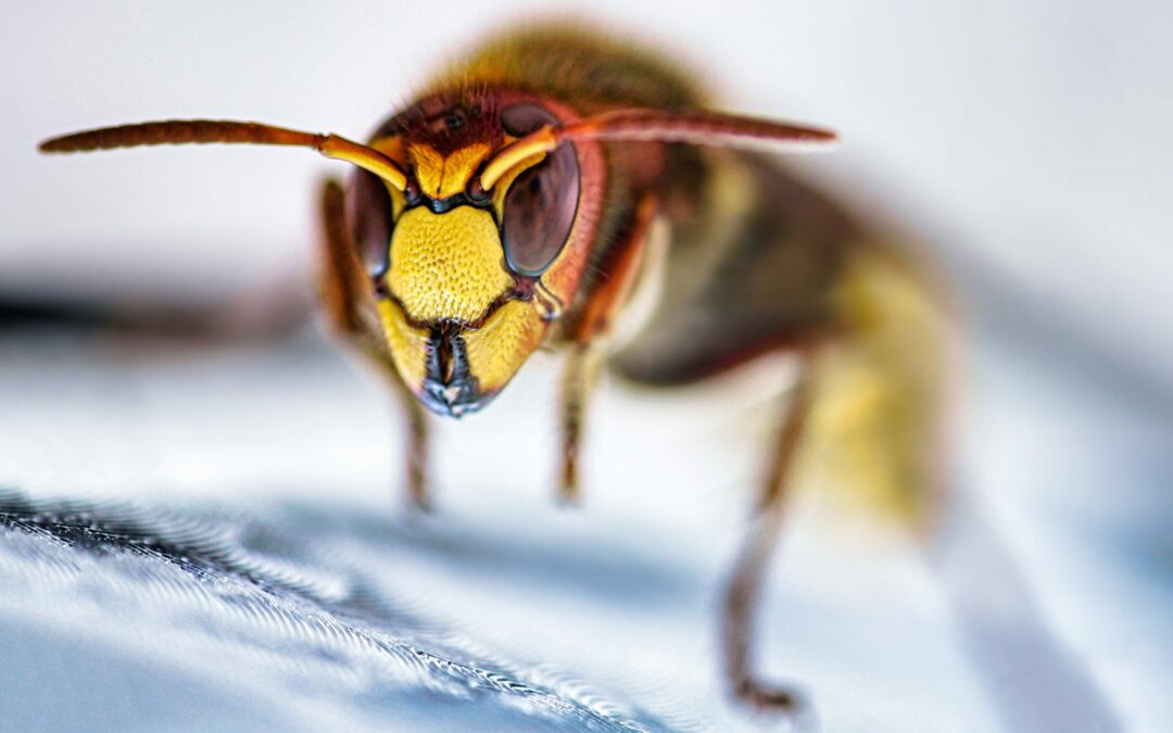 Quels insectes peut-on traiter avec la cryogénie en plus des punaises de lit ?