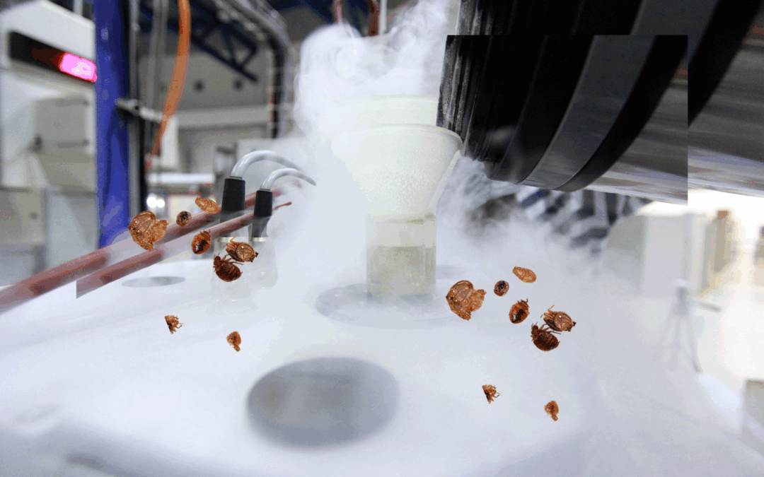 Traitement cryogénique contre les punaises de lit : comment ça fonctionne ?
