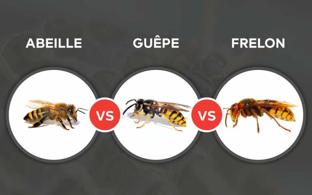 Guêpes, frelons : quelles différences pour le traitement des nids ?