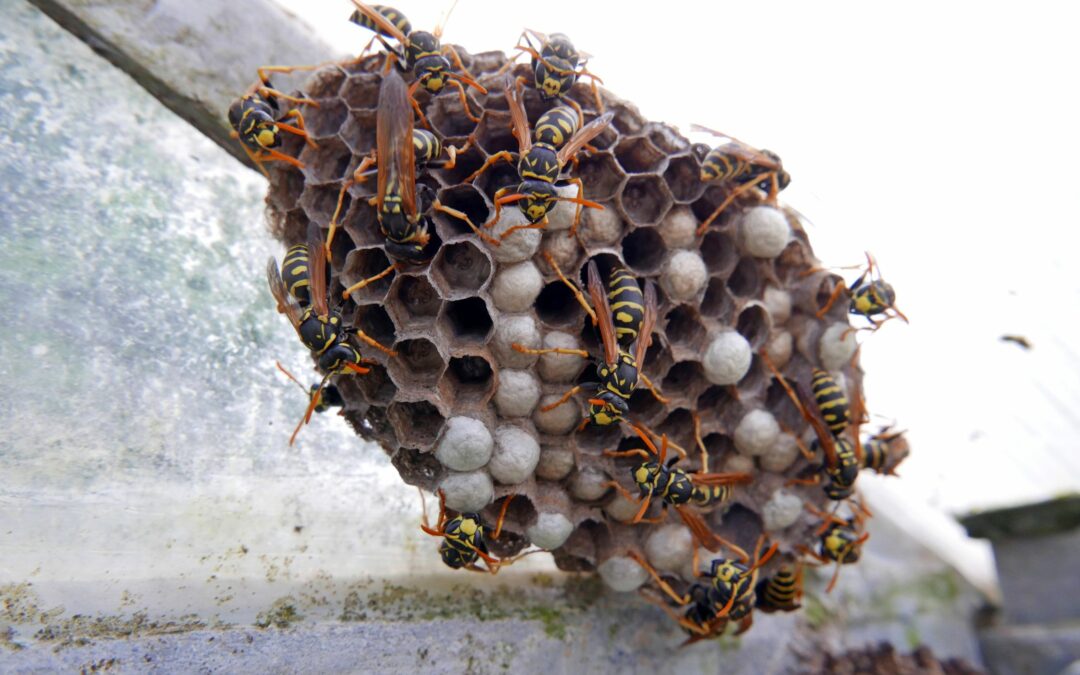 Comment prévenir l’apparition de nids de guêpes et frelons autour de la maison ?