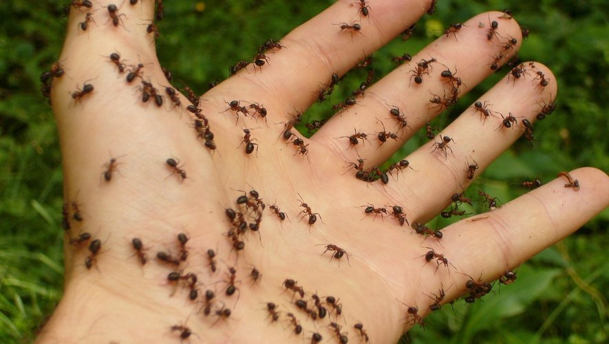 Produits maison anti-fourmis : lesquels fonctionnent vraiment ?