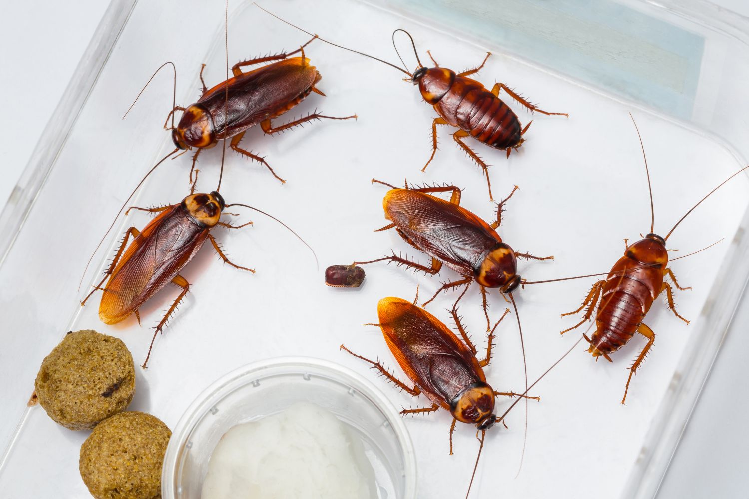 Blattes observées de près, illustration pour l’identification