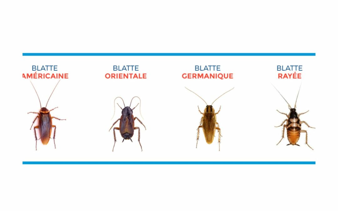 Blattes germaniques : comment les identifier ?