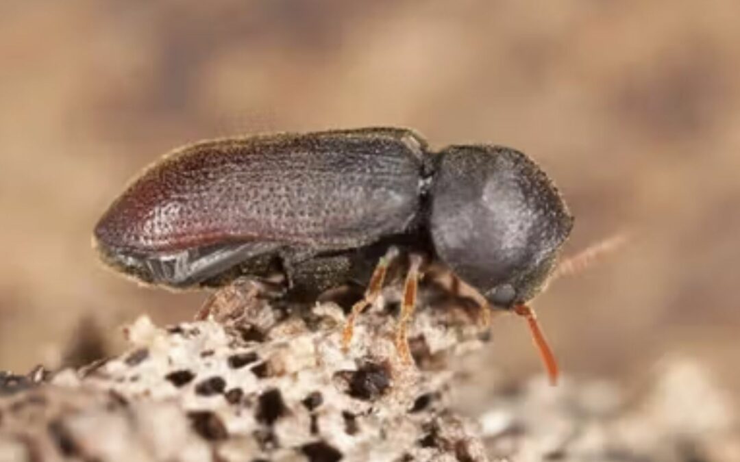 Insectes du bois / Xylophages : comment les reconnaître et s’en protéger efficacement