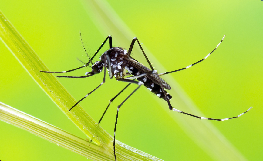 Quels répulsifs naturels contre les moustiques ?
