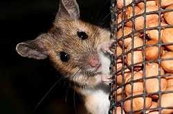 Souris au grenier