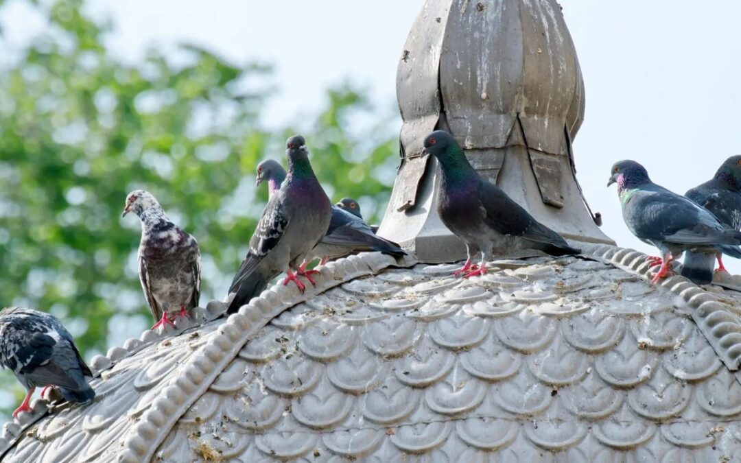 Comment éloigner les oiseaux nuisibles des toits ?
