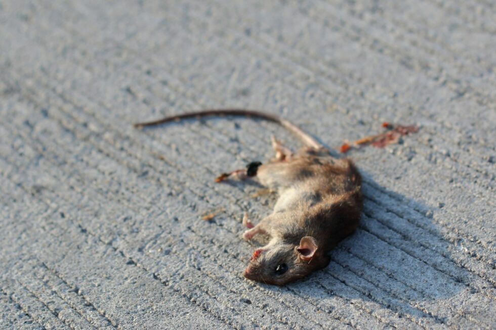 Odeur Rat Mort Dangereux