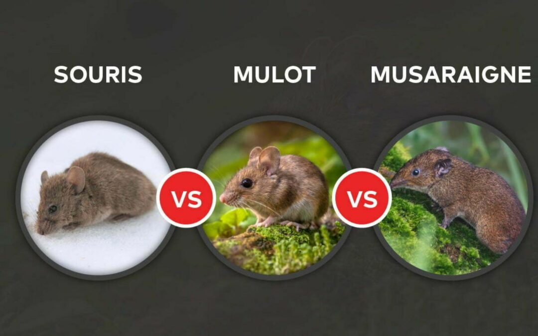 Comment différencier souris, mulots et rats ?