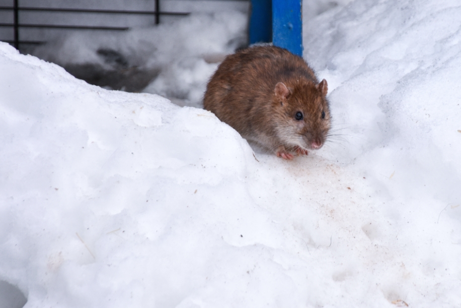 Comment prévenir une infestation de rongeurs en hiver ?