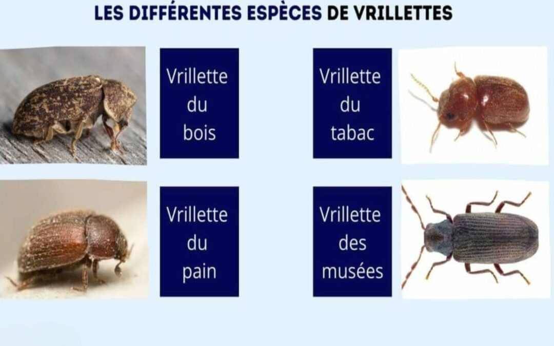 Comment différencier termites, vrillettes et autres parasites du bois ?