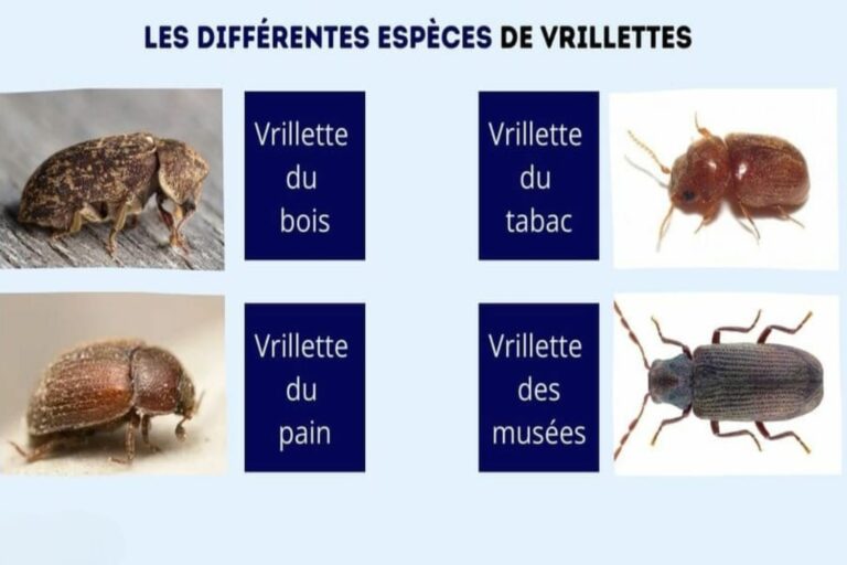 Illustration des vrillettes et autres parasites du bois