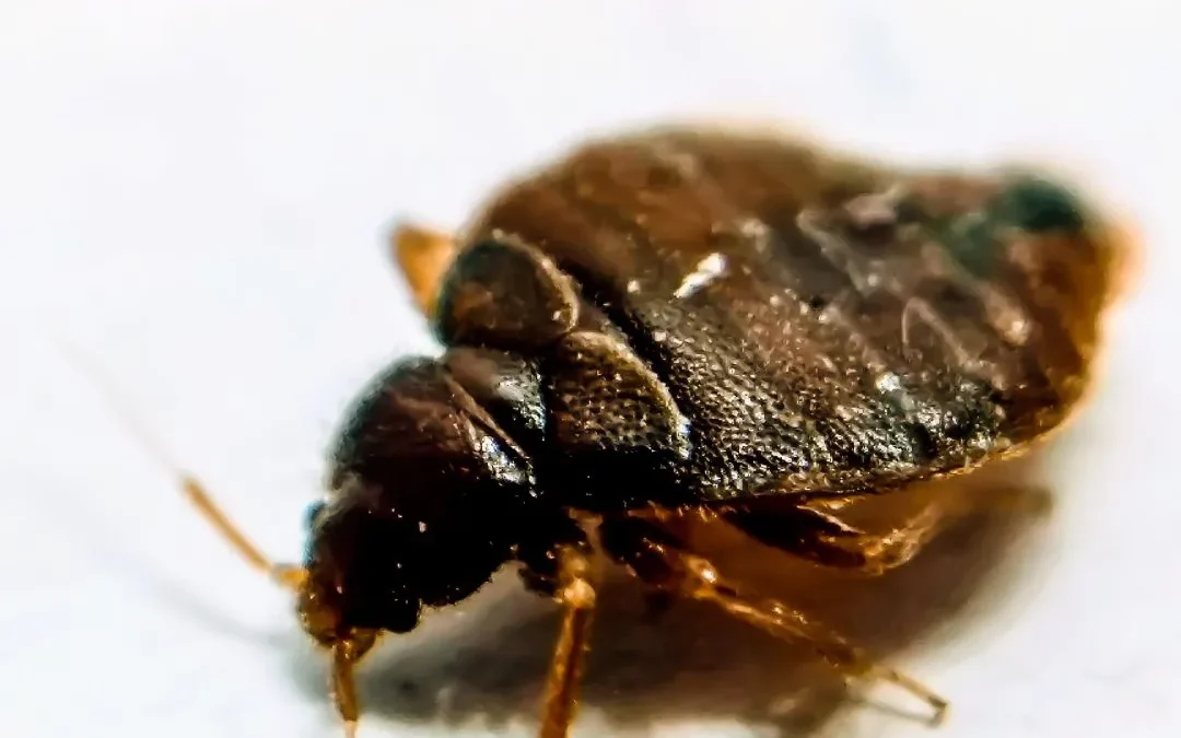 Punaise de lit adulte - identification par YB Nuisibles Île-de-France