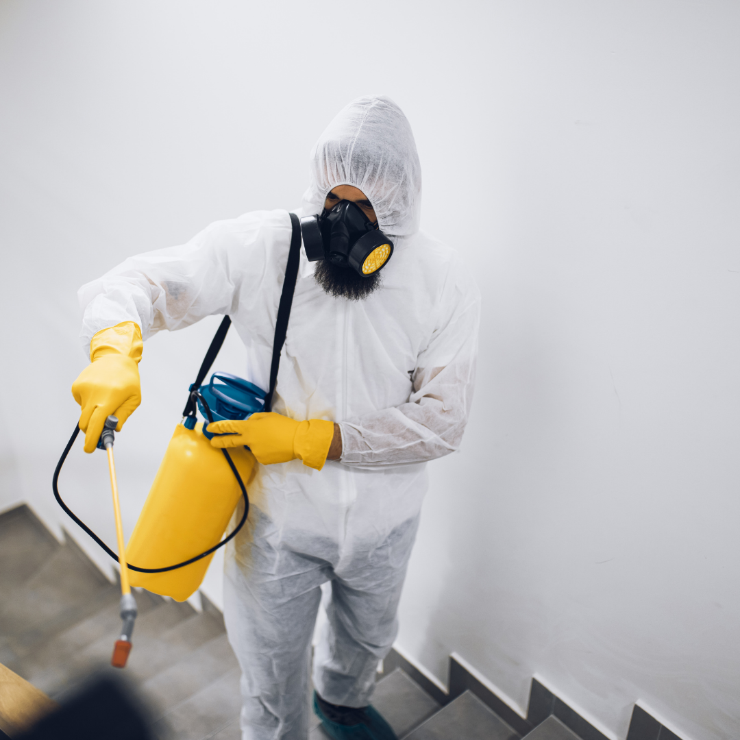 Désinsectisation punaises de lit Chennevières-sur-Marne - équipement professionnel YB Nuisibles