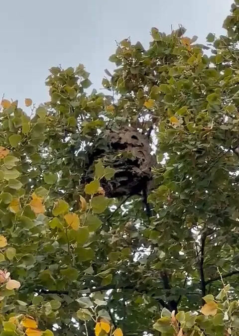 Nid volumineux de type papier suspendu haut dans un arbre, espèce non déterminée