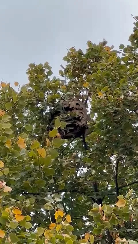 Nid volumineux suspendu dans un arbre avec ouverture apparente
