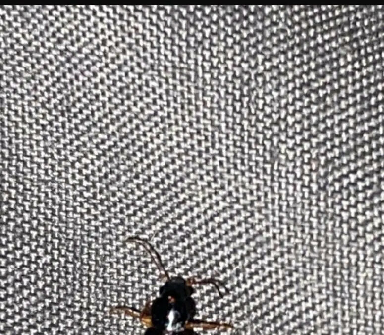 Insecte présentant des élytres sur un textile : différent d'une punaise de lit