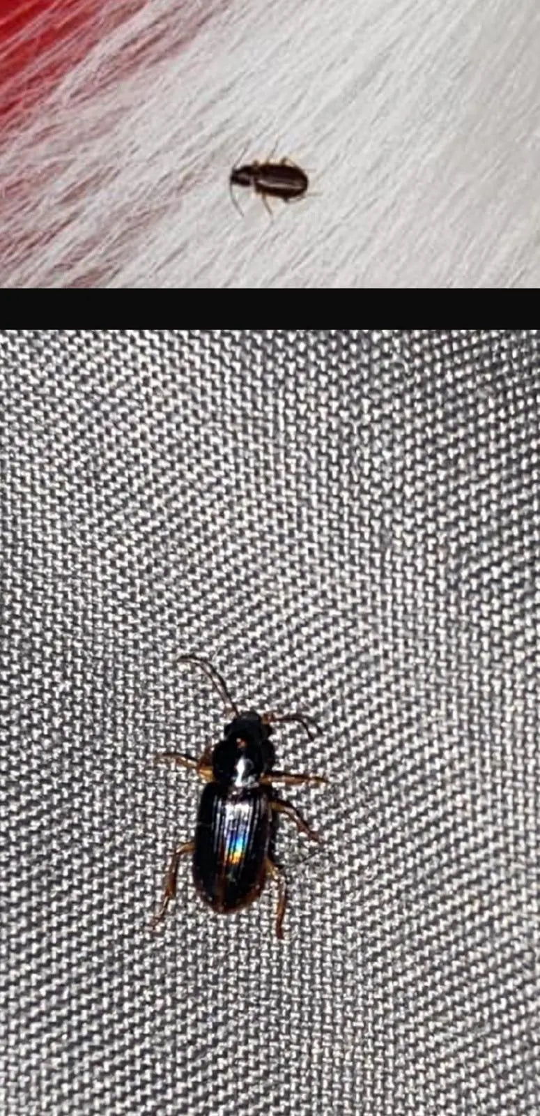Petit coléoptère à élytres brillants, photographié sur textile