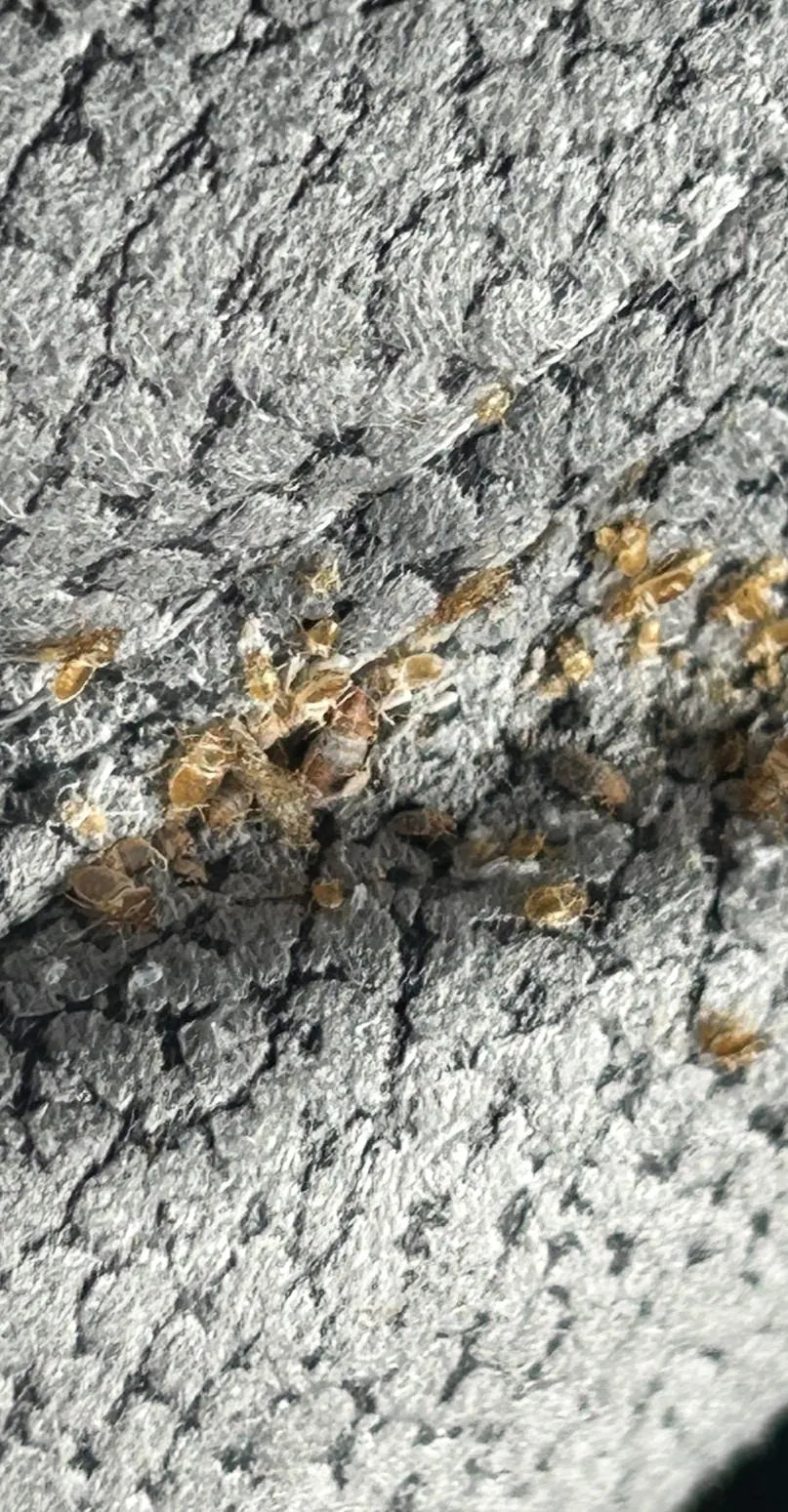 Petits fragments ou enveloppes claires sur une surface textile