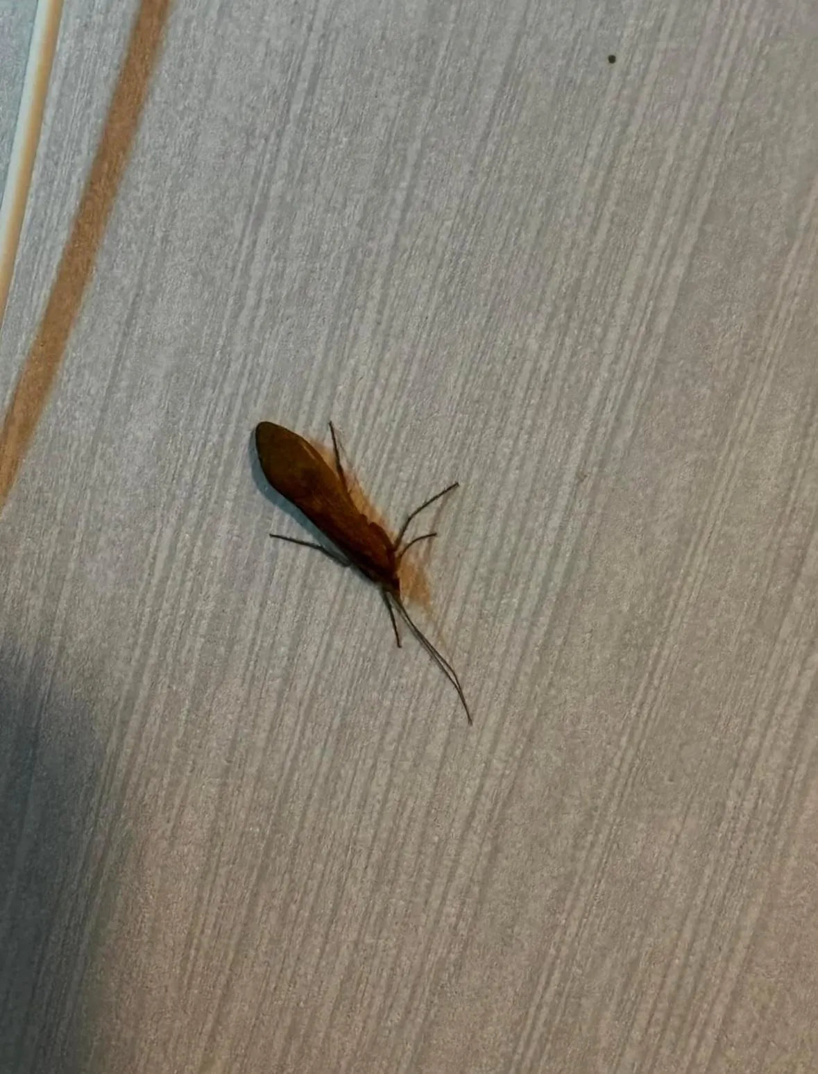 Insecte brun pourvu d'ailes, visible au sol